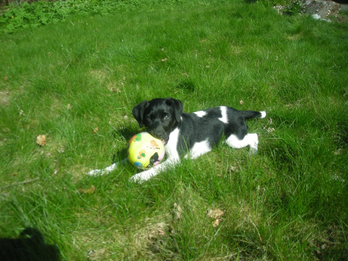 Blanding af racer Plet billede 5