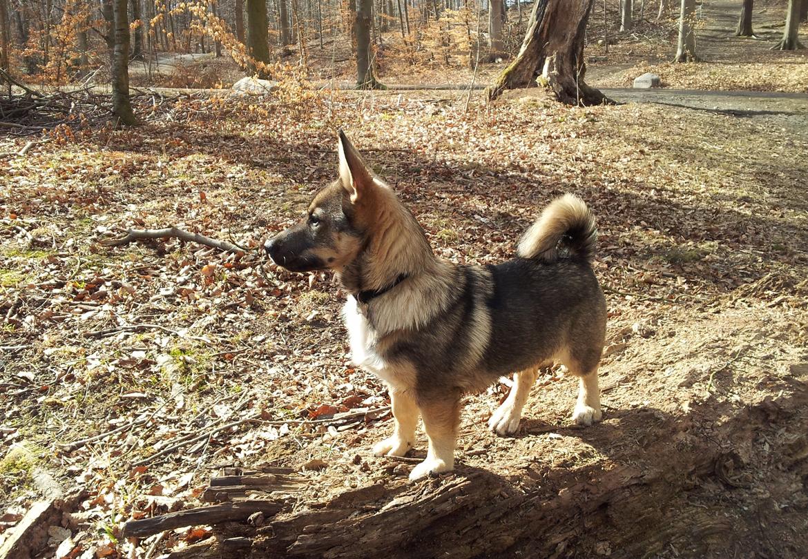 Västgötaspids Ludwig (Z-Ti) billede 1