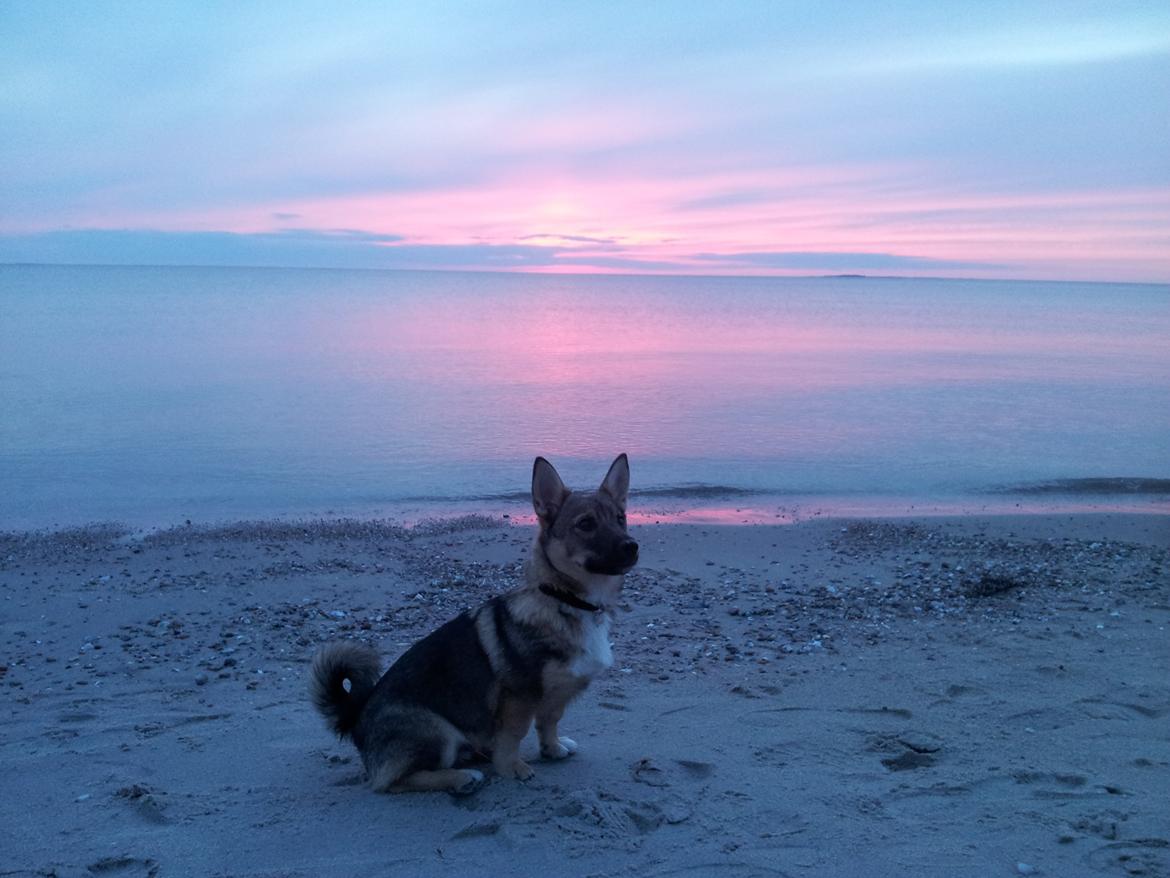 Västgötaspids Ludwig (Z-Ti) - Ludwig ved stranden billede 2