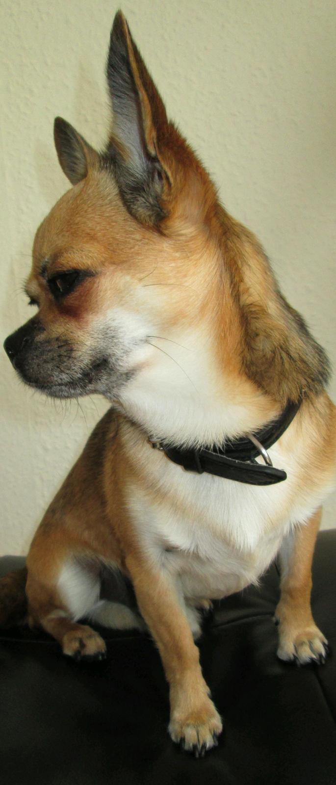 Blanding af racer (Chihuahua/Mops) billede 1