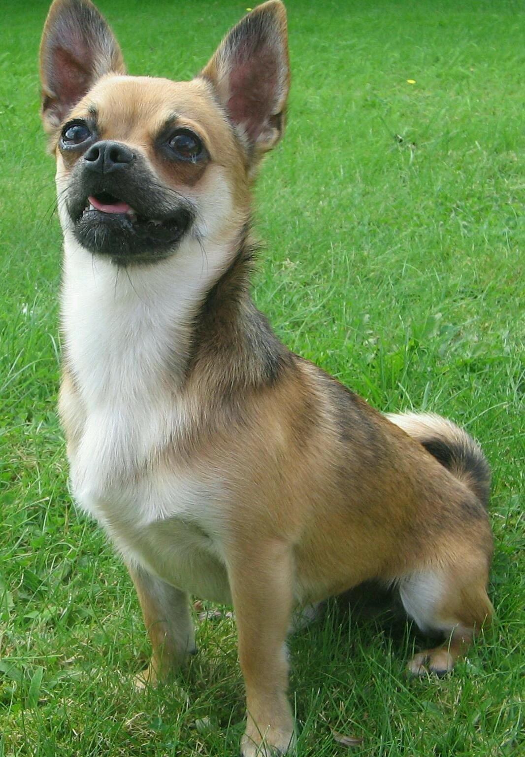 Blanding af racer (Chihuahua/Mops) billede 4