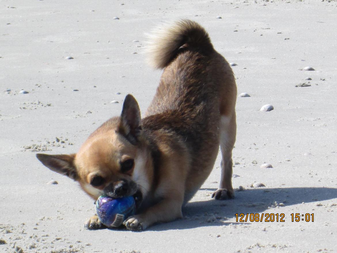 Blanding af racer (Chihuahua/Mops) billede 5