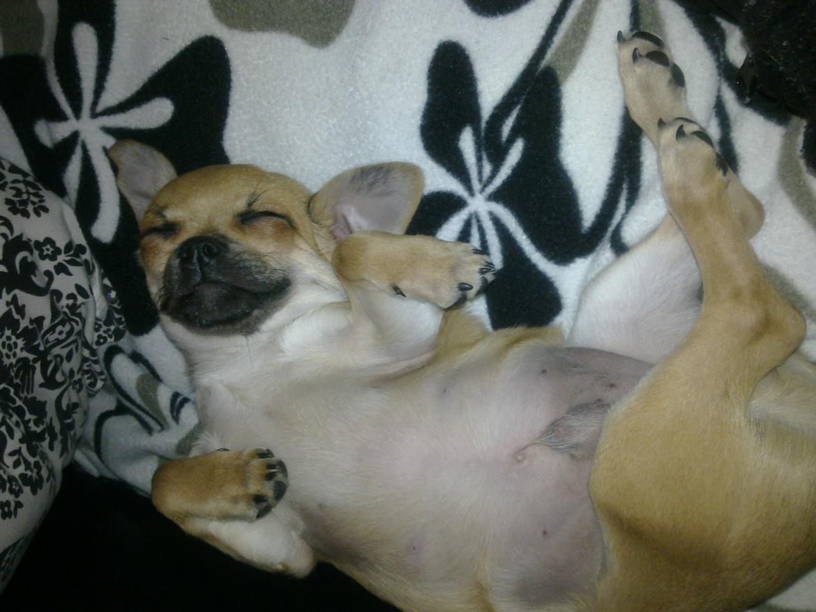 Blanding af racer (Chihuahua/Mops) billede 6