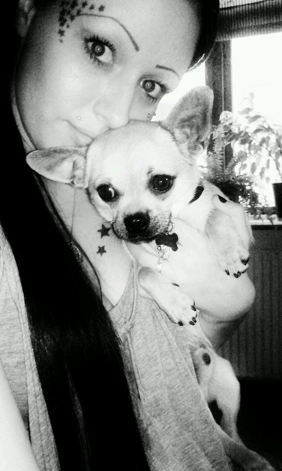 Blanding af racer (Chihuahua/Mops) billede 7