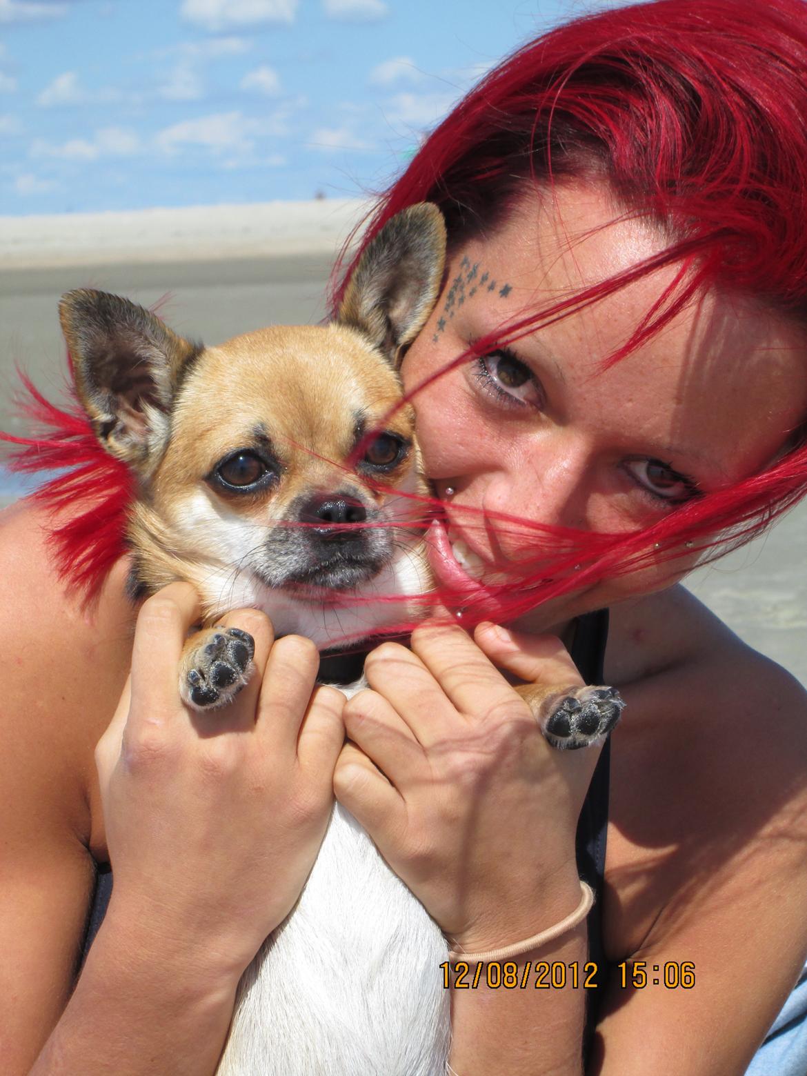 Blanding af racer (Chihuahua/Mops) billede 9