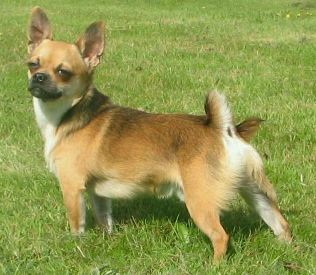 Blanding af racer (Chihuahua/Mops) billede 10