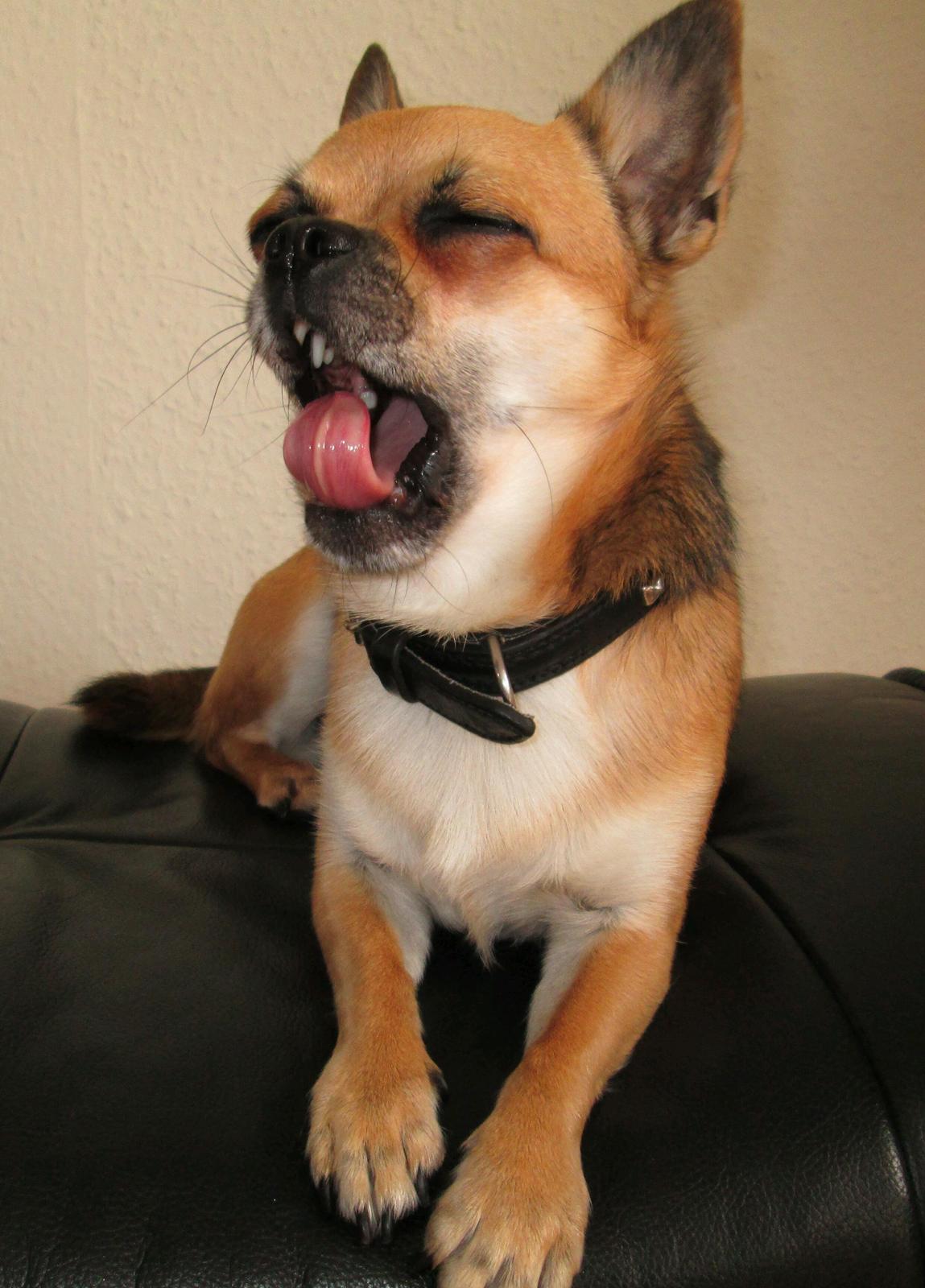 Blanding af racer (Chihuahua/Mops) billede 11