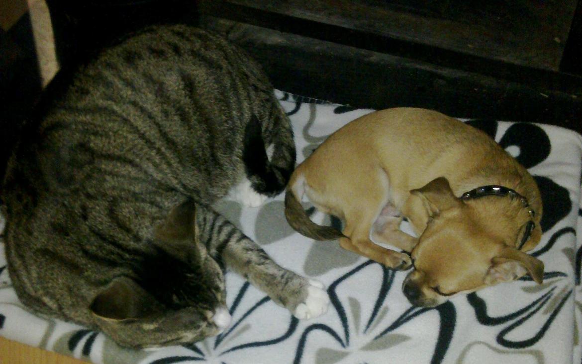 Blanding af racer (Chihuahua/Mops) billede 12