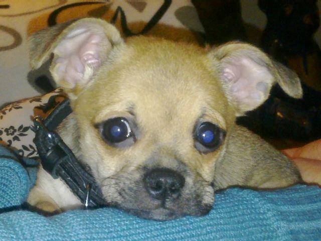 Blanding af racer (Chihuahua/Mops) billede 13
