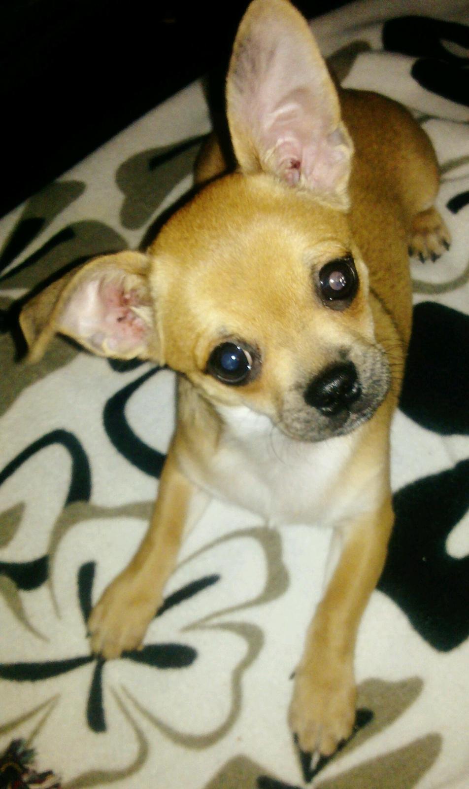 Blanding af racer (Chihuahua/Mops) billede 15