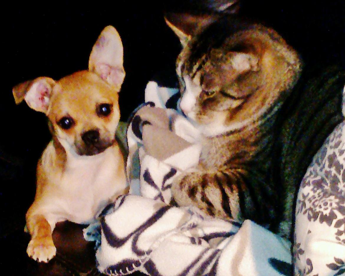 Blanding af racer (Chihuahua/Mops) billede 16