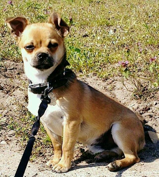 Blanding af racer (Chihuahua/Mops) billede 17