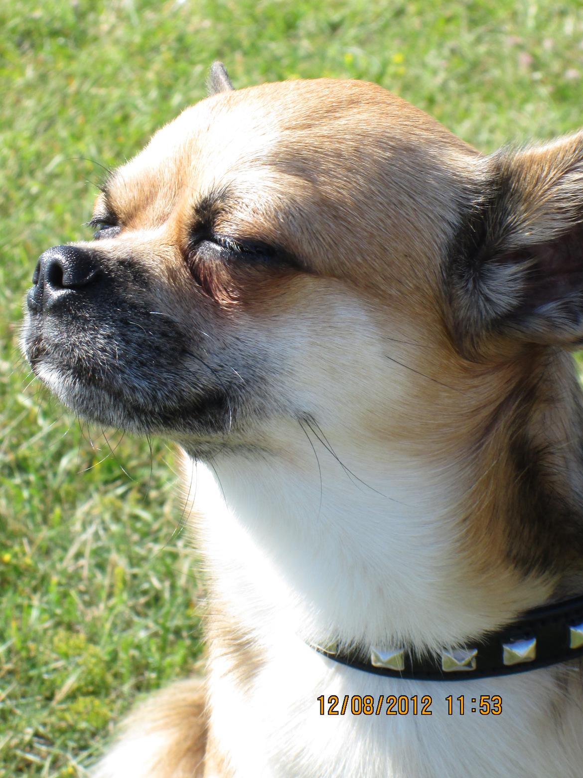 Blanding af racer (Chihuahua/Mops) billede 18