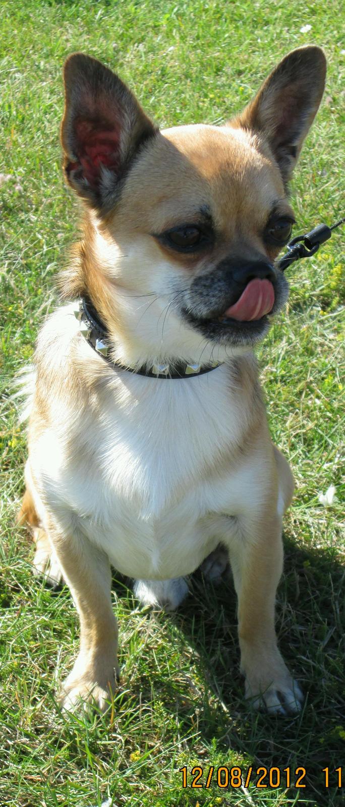 Blanding af racer (Chihuahua/Mops) billede 19