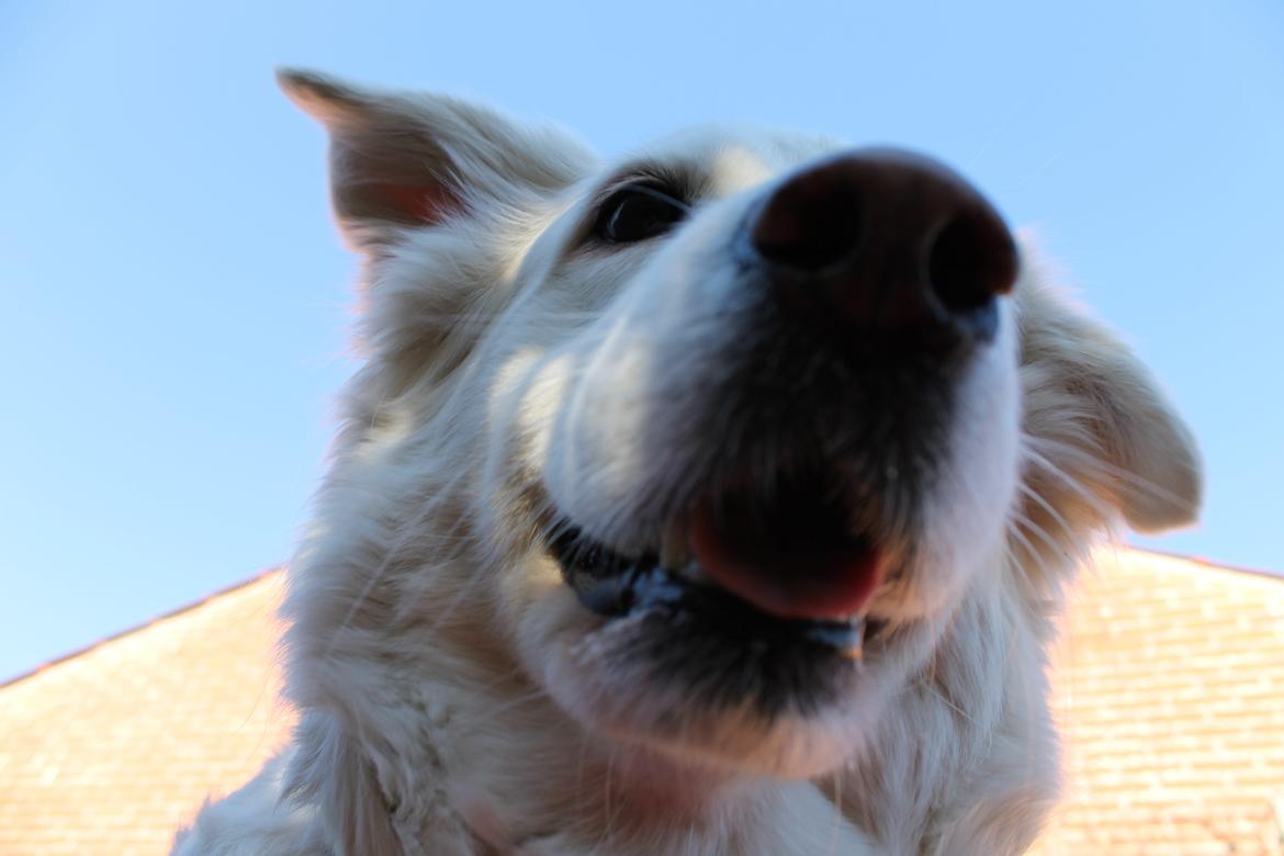 Blanding af racer Dina - ja.. jeg ved det...... jeg har S.W.A.G. billede 3