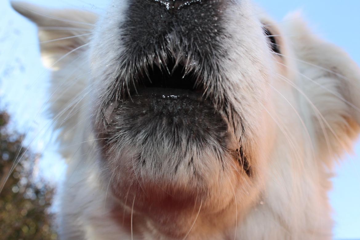 Blanding af racer Dina - mums.. er det en godbid der er der oven på linsen? billede 2