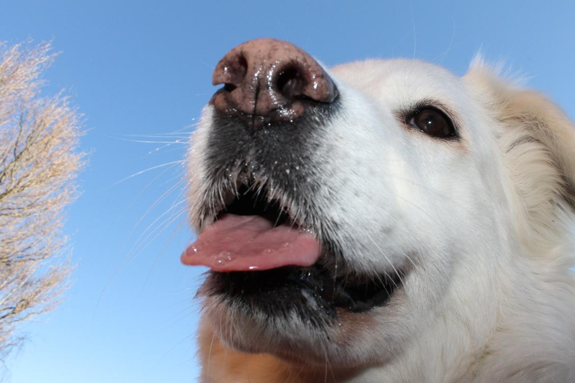 Blanding af racer Dina - sommer og sol. <3 billede 4