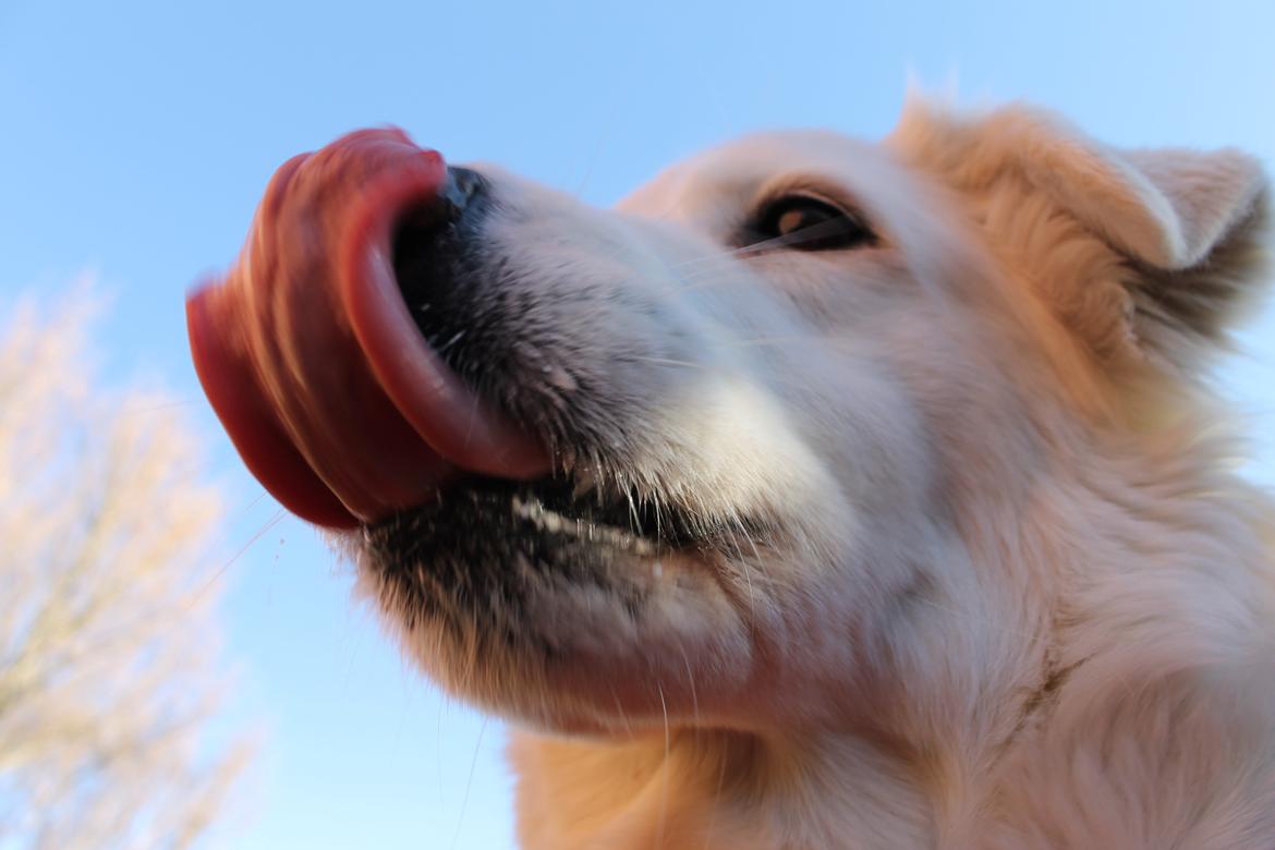 Blanding af racer Dina - ahh yes endelig en god dag hvor jeg kan ligge i skyggen. billede 5