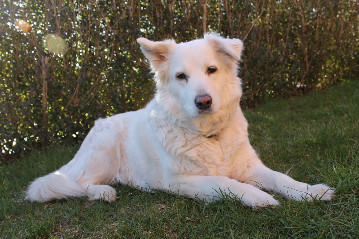 Blanding af racer Dina billede 6