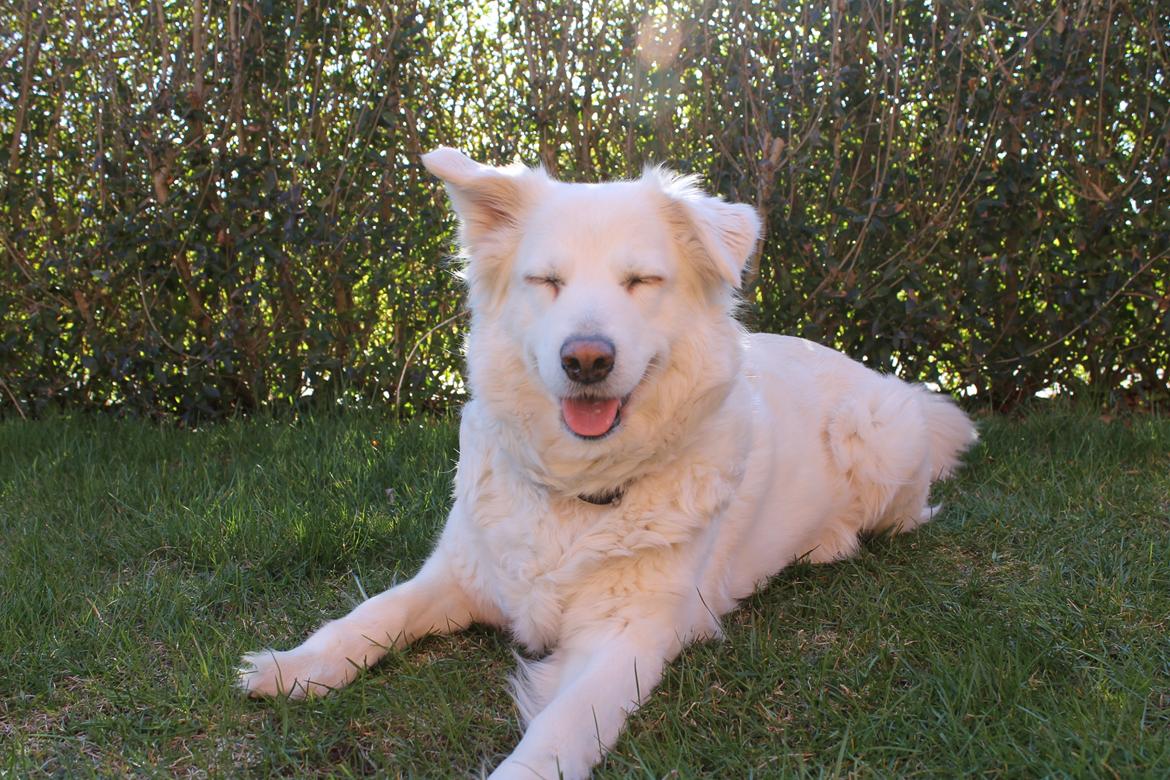 Blanding af racer Dina - hov neej jeg var ikke klar.. prøv igen  billede 7