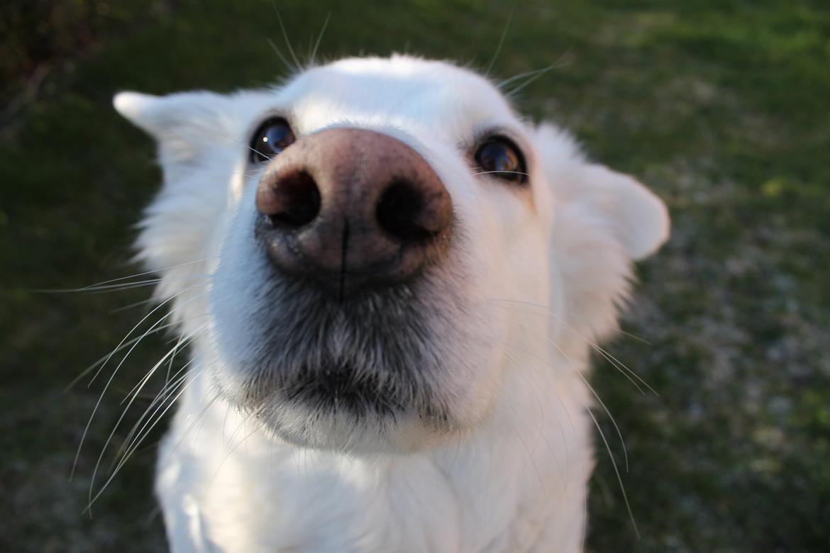 Blanding af racer Dina - davdav velkommen til min profil :D billede 1