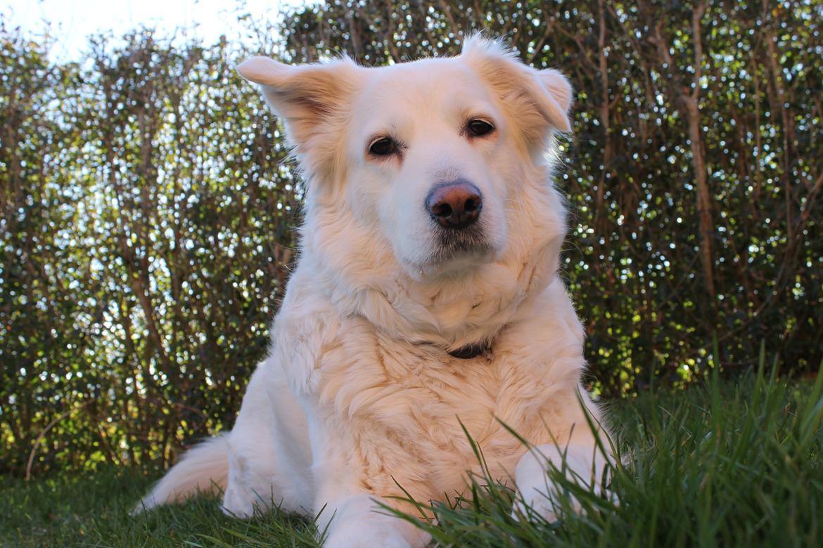 Blanding af racer Dina - okay det var bedre nu kan jeg også se lidt lækker ud. ;) billede 8