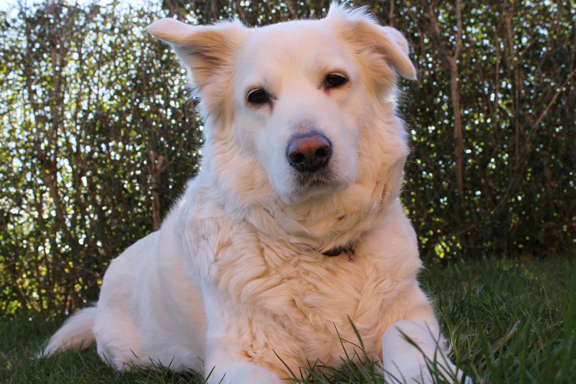 Blanding af racer Dina billede 9