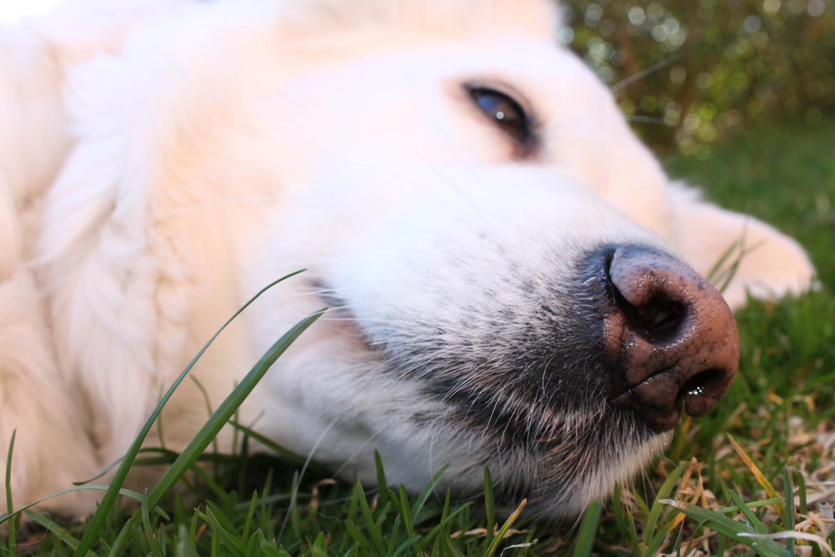 Blanding af racer Dina - bløød grøn græs.. som jeg forresten rigtig godt kan lide at spise hehe... ;D billede 10