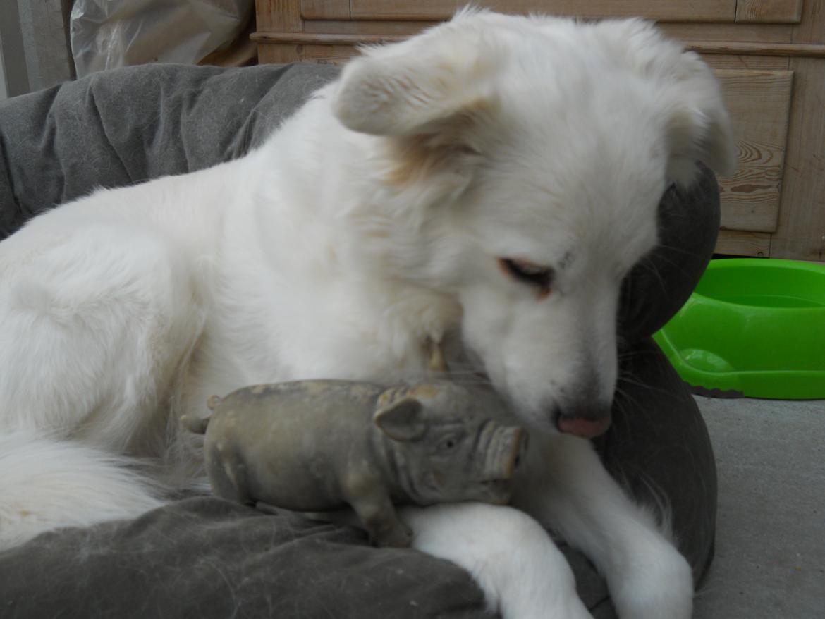 Blanding af racer Dina - jeg elsker min gris som jeg fik da en af mine hvalpe blev dødfødt så den passer jeg på. billede 11