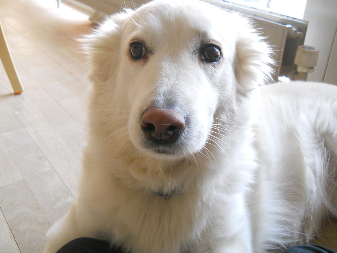 Blanding af racer Dina - hvem af jer skal jeg kikke på?? billede 12