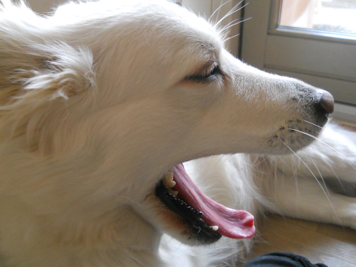 Blanding af racer Dina - gaaab... nu er jeg ved at være træt tak fordi du kikkede forbi min profil. ;D billede 13