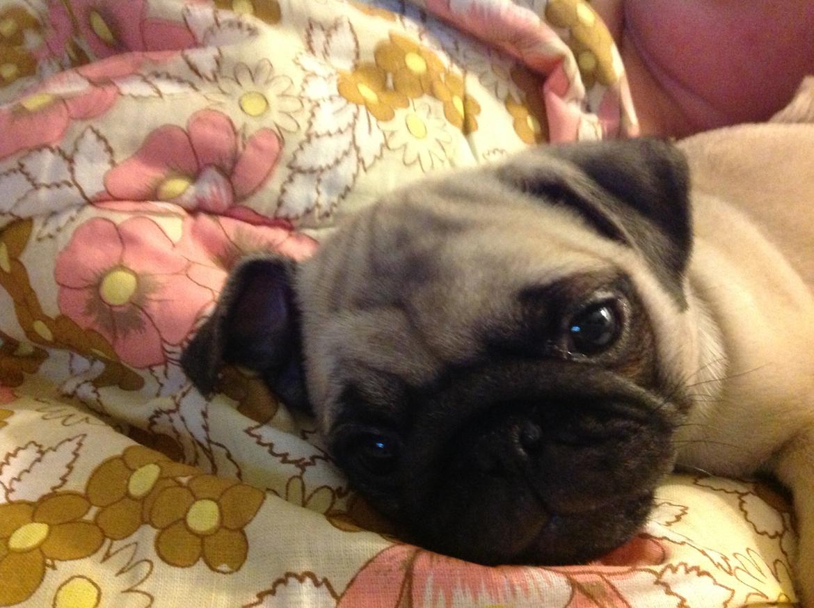 Mops Valentino billede 1