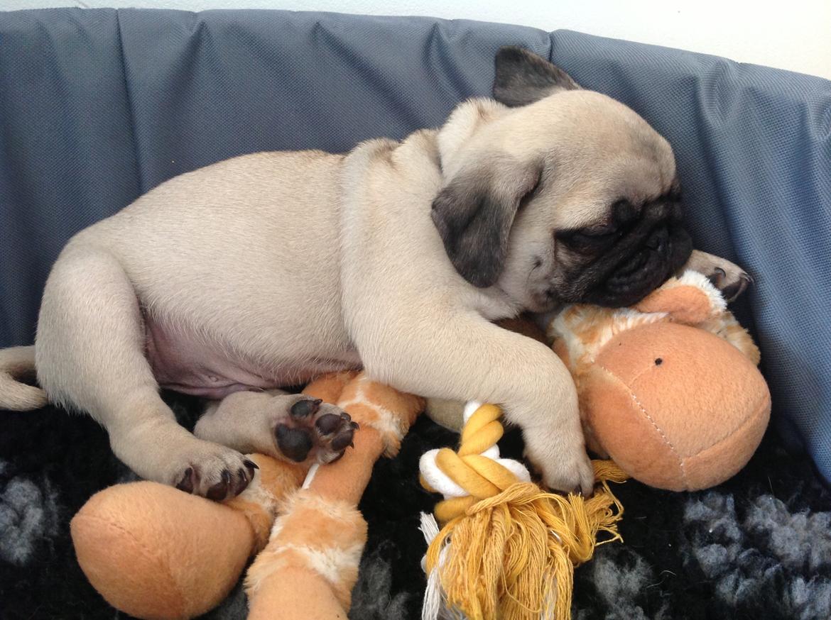 Mops Valentino billede 2