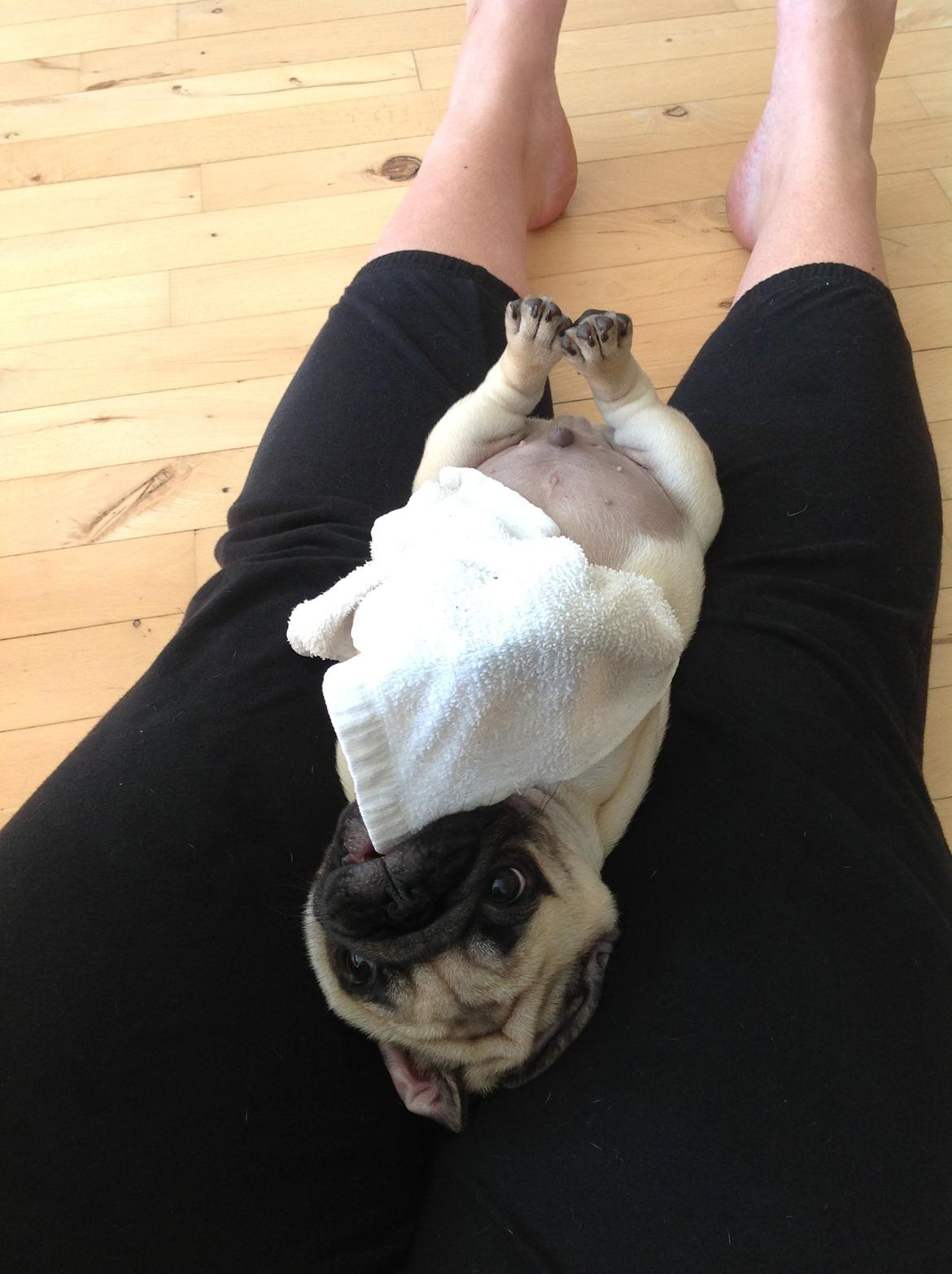 Mops Valentino billede 3