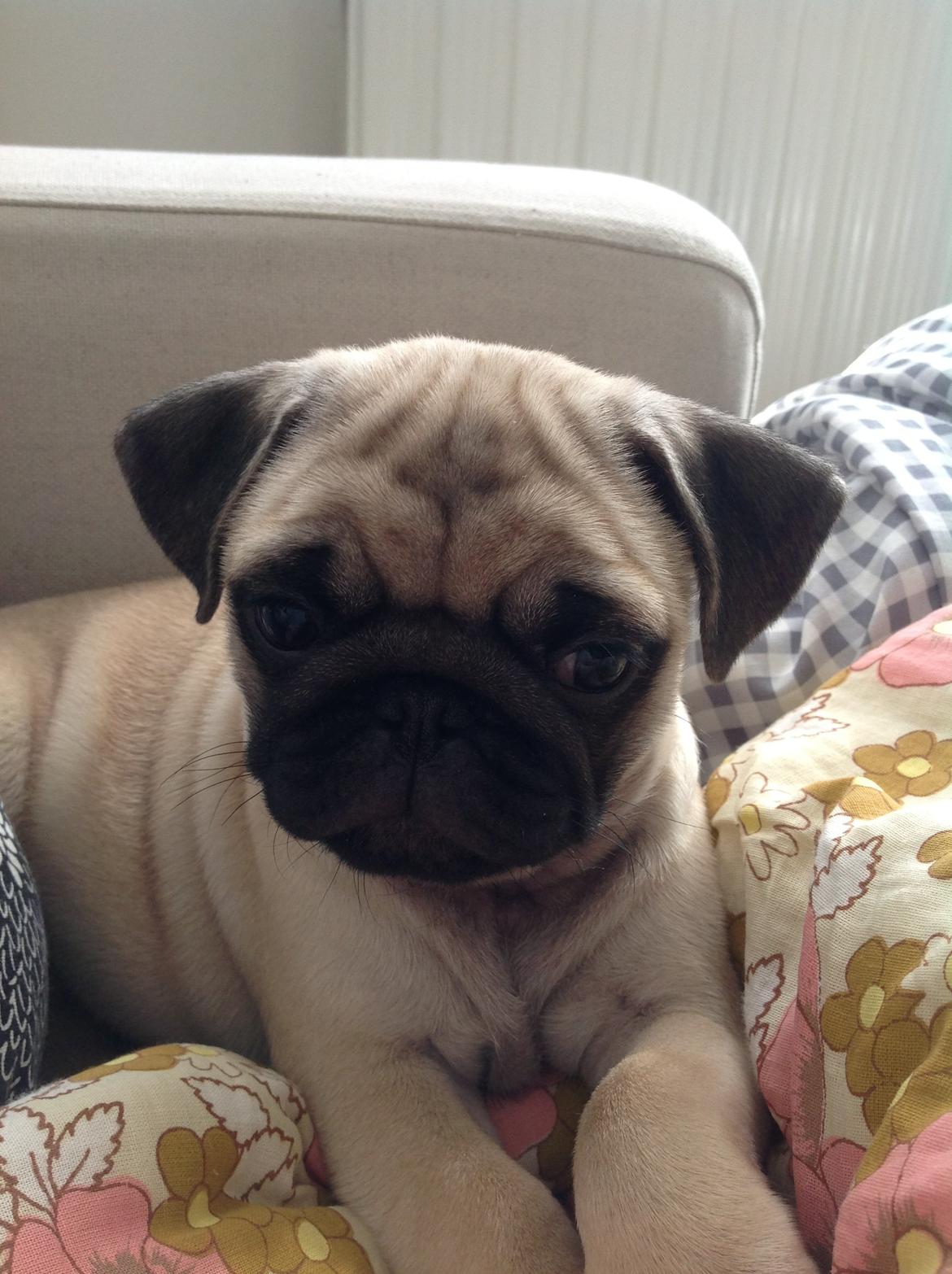 Mops Valentino billede 4