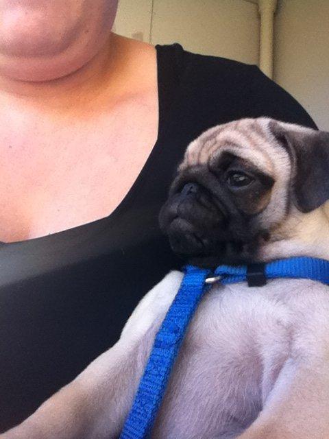 Mops Valentino billede 5