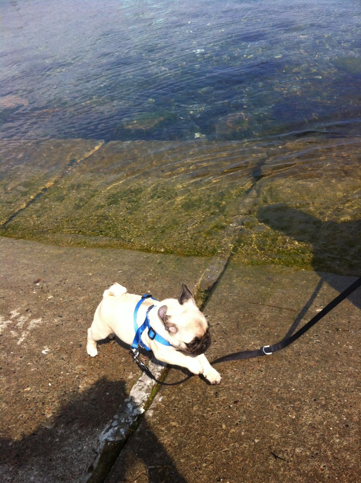 Mops Valentino billede 7