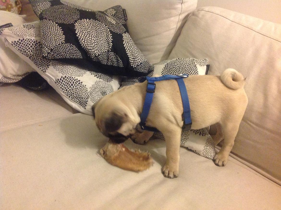 Mops Valentino billede 9