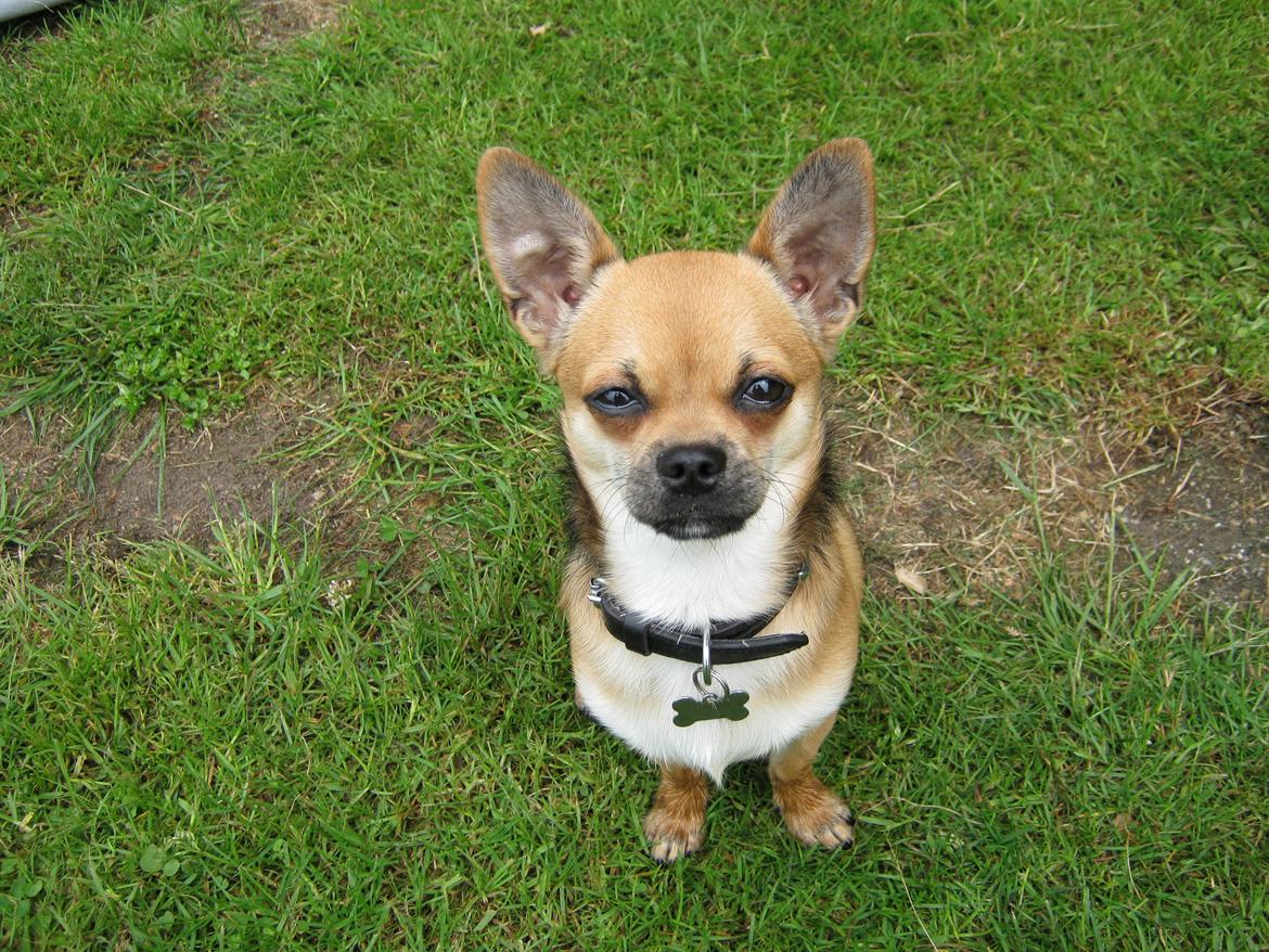 Blanding af racer (Chihuahua/Mops) billede 20