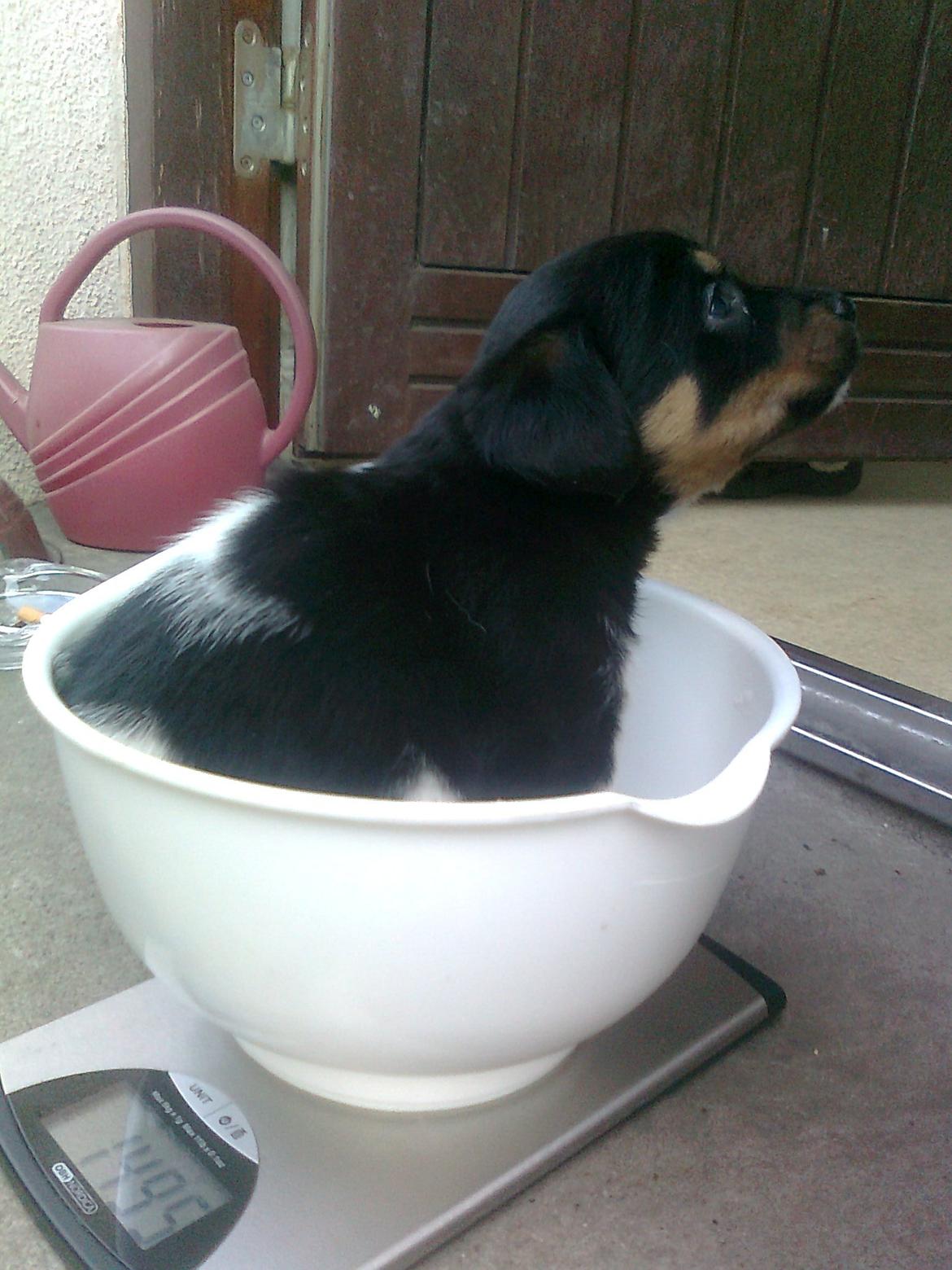 Blanding af racer RIP ....Idefix - idefix bliver vejet billede 1