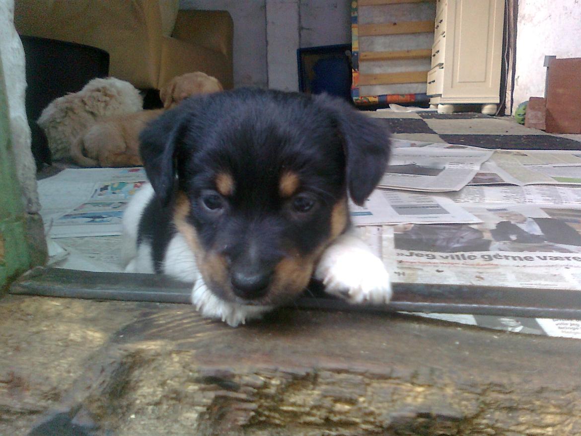 Blanding af racer RIP ....Idefix - Baby idefix billede 2