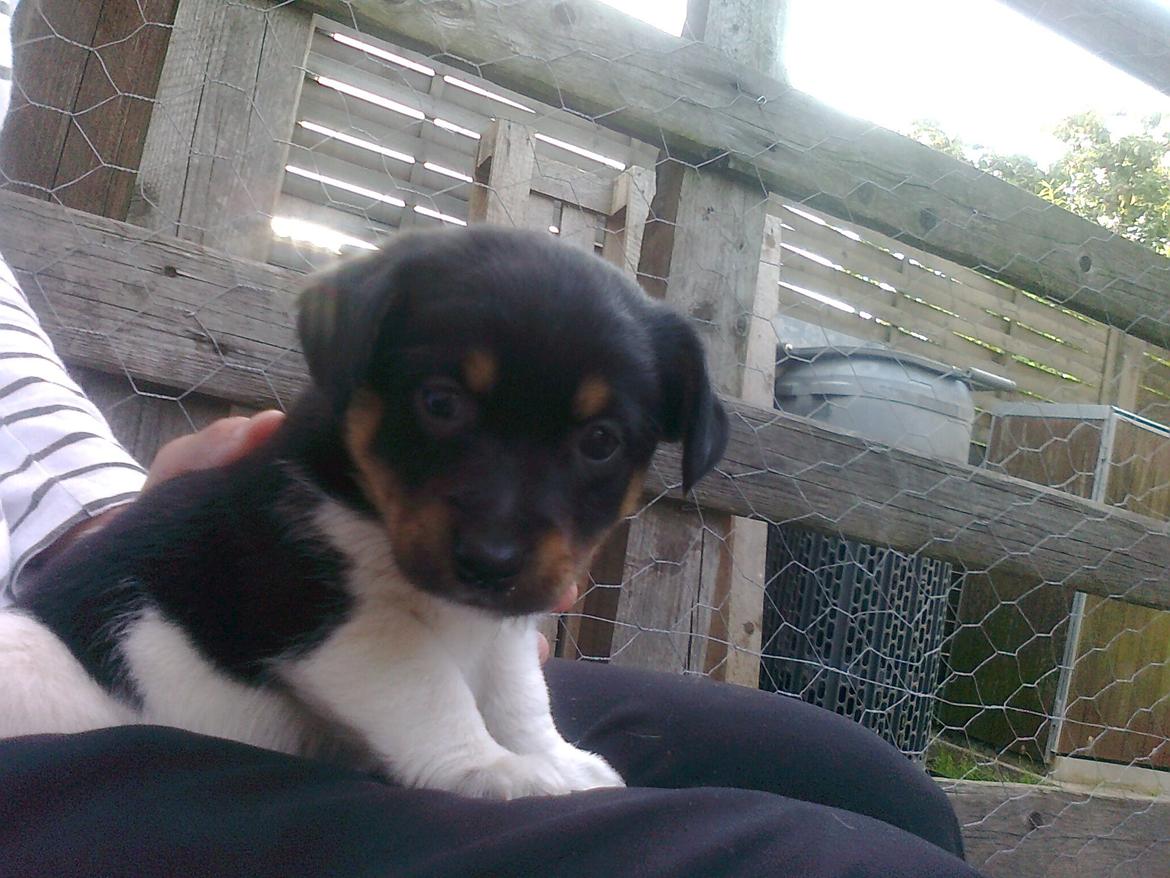 Blanding af racer RIP ....Idefix - Baby idefix billede 3