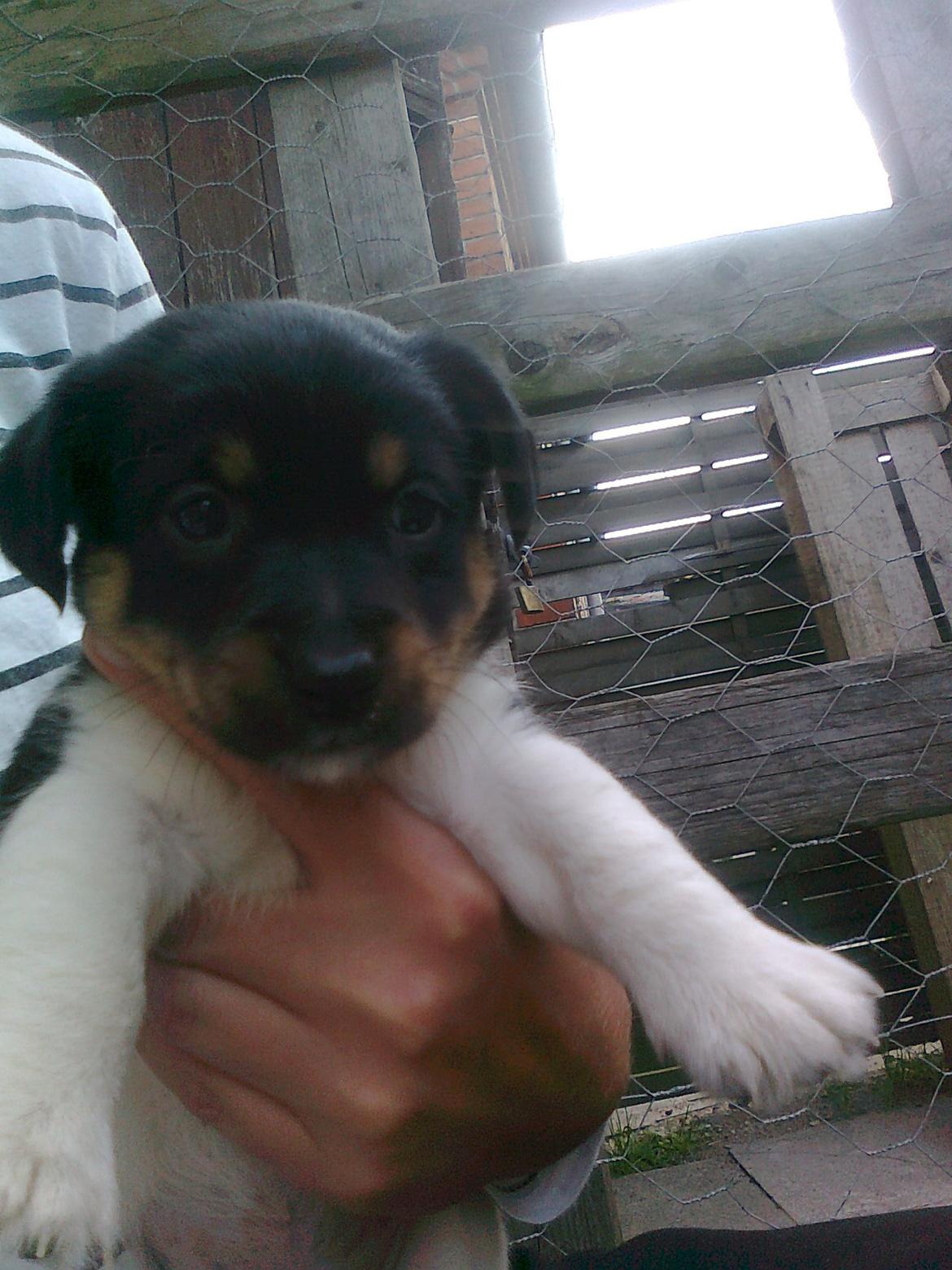 Blanding af racer RIP ....Idefix - <3 billede 4