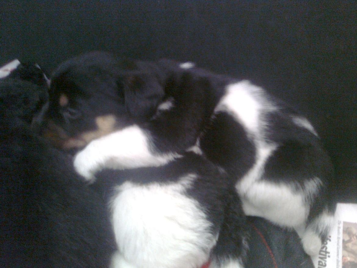 Blanding af racer RIP ....Idefix - Idefix putter med sine søskende billede 5