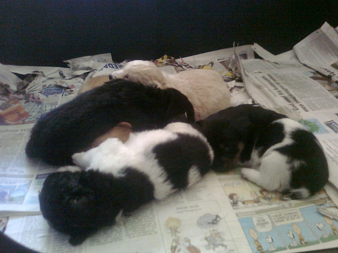 Blanding af racer RIP ....Idefix - Søskende kærlighed billede 6