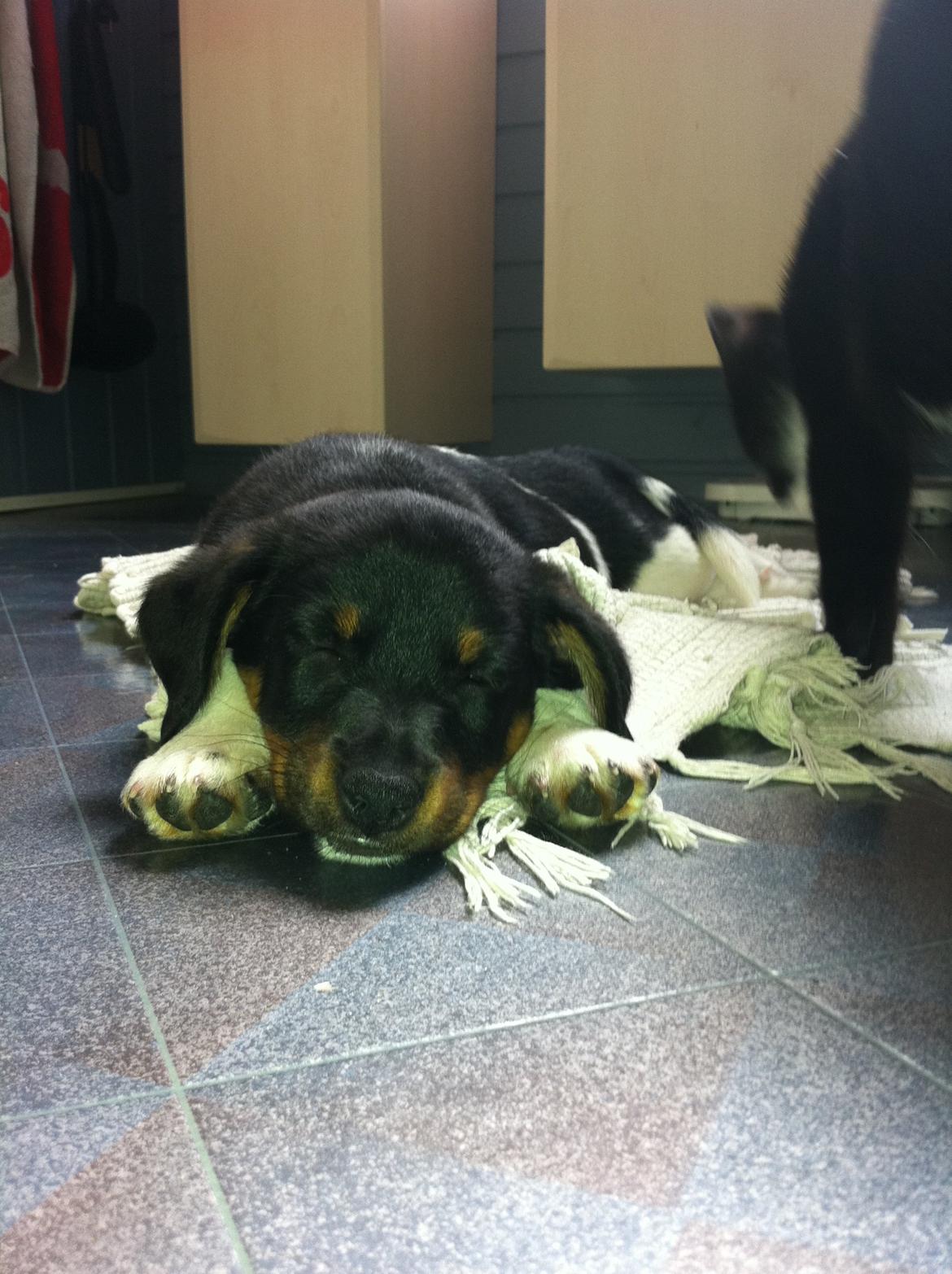 Blanding af racer RIP ....Idefix - Hvor er det hårdt at være en lille hvalp <3 billede 7