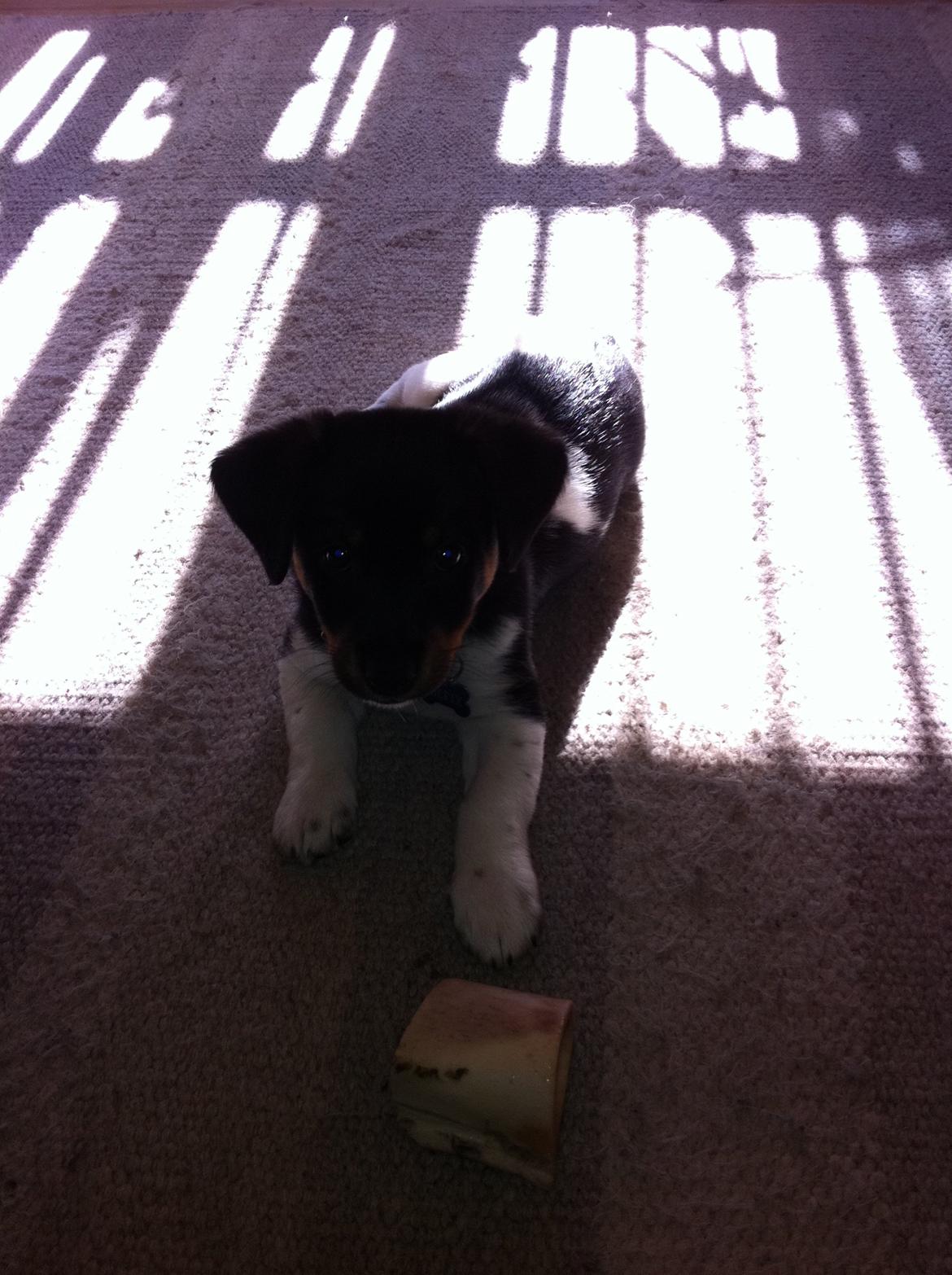 Blanding af racer RIP ....Idefix - Det er mit ben billede 8