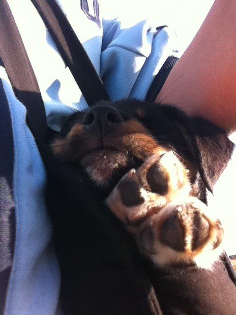 Blanding af racer RIP ....Idefix - Her ligger jeg trygt og godt i tasken :) billede 9