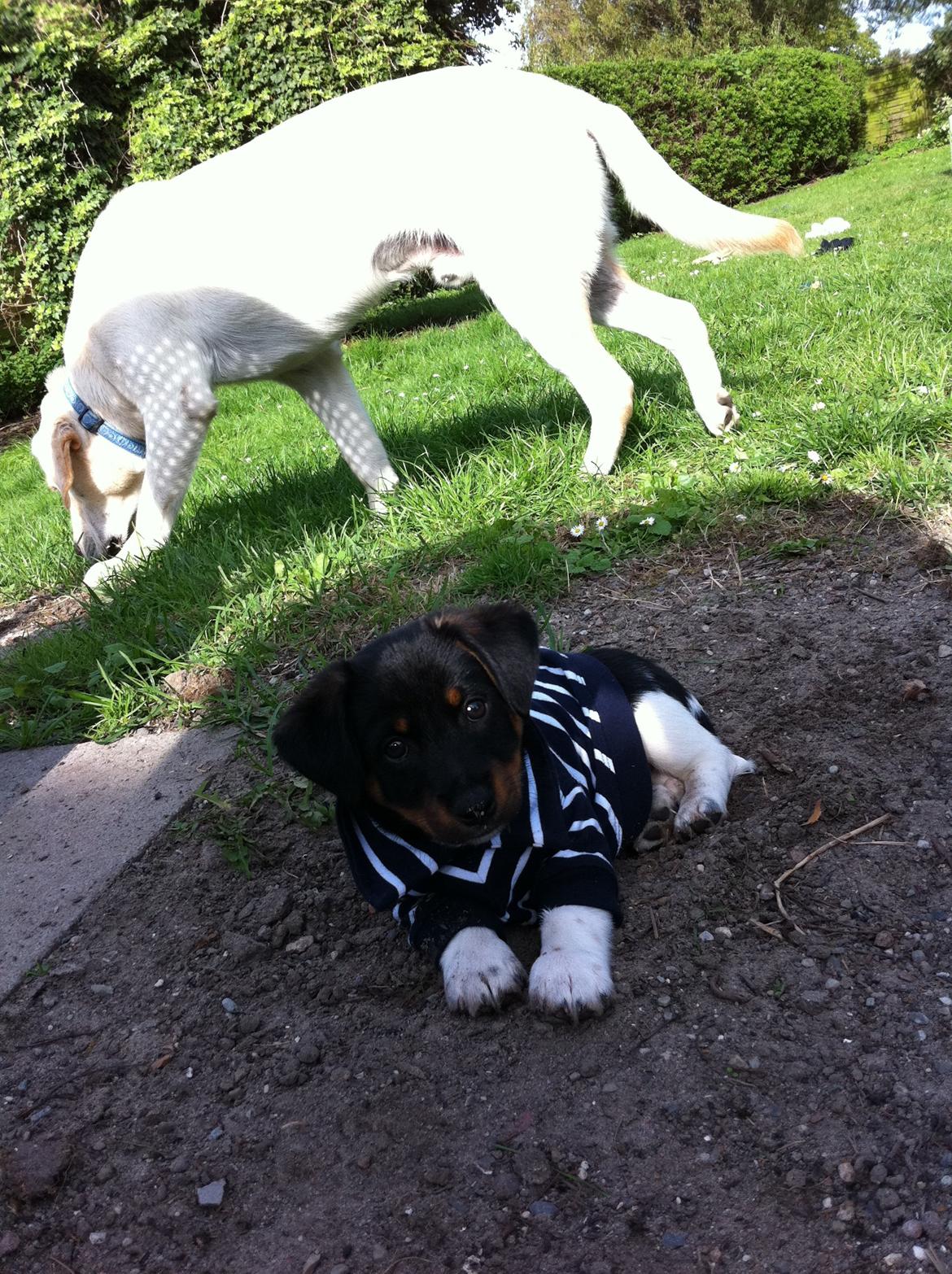 Blanding af racer RIP ....Idefix - Min nye fine trøje <3 billede 10