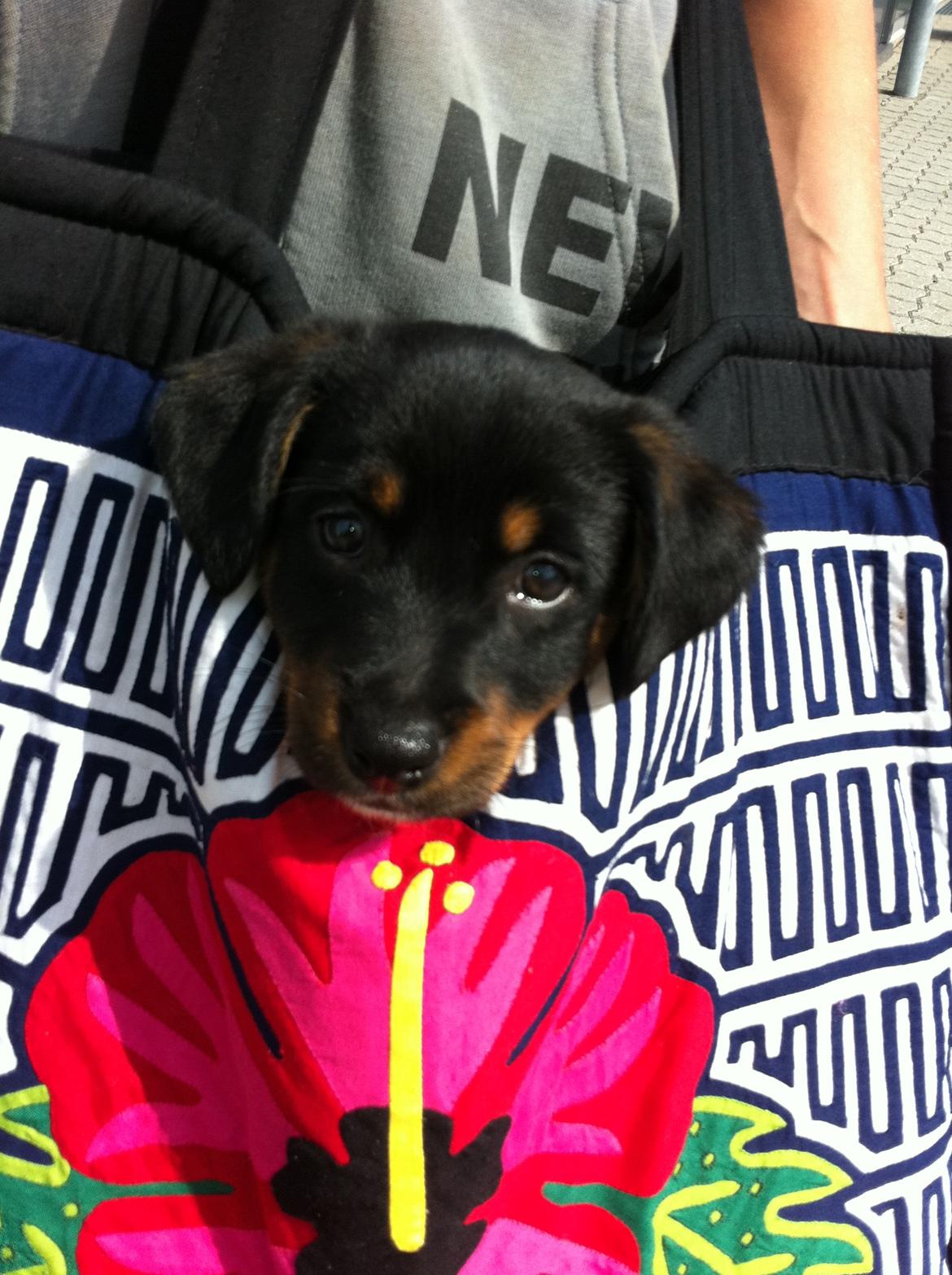 Blanding af racer RIP ....Idefix - jeg kunne blive foto model <3 billede 11